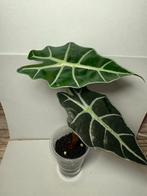 Alocasia Amazonica (1), Huis en Inrichting, Kamerplanten, Ophalen of Verzenden, Halfschaduw, Minder dan 100 cm