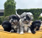 Boomer x Mini labradoodle pups, Dieren en Toebehoren, Honden | Chihuahua's en Gezelschapshonden, Nederland, Overige rassen, 8 tot 15 weken