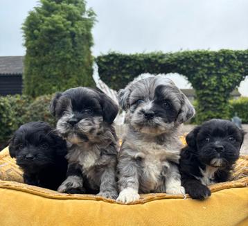 Boomer x Mini labradoodle pups beschikbaar voor biedingen