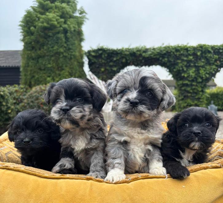 Boomer x Mini labradoodle pups, Dieren en Toebehoren, Honden | Chihuahua's en Gezelschapshonden, Meerdere dieren, Overige rassen
