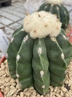 Cactus Melocactus Maxonii Nudum in de 16 cm schaal., Ophalen of Verzenden, Minder dan 100 cm, Bloeiende kamerplant, Volle zon