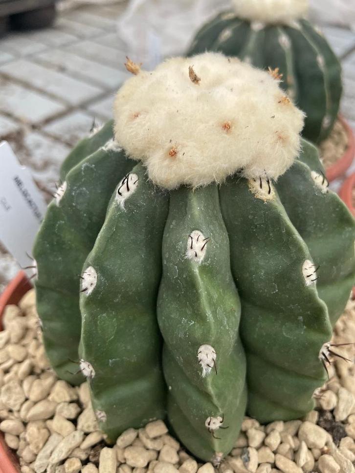 Cactus Melocactus Maxonii Nudum in de 16 cm schaal., Huis en Inrichting, Kamerplanten, Cactus, Minder dan 100 cm, Bloeiende kamerplant