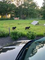 2 ramlammeren gespeend, Dieren en Toebehoren, Mannelijk, Schaap, 0 tot 2 jaar