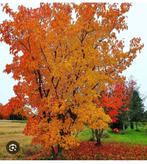 Chinese Esdoorn (Acer Tataricum Ginnala) - Sierlijke Boom, Overige soorten, Lente, 100 tot 250 cm, Ophalen