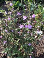 Calamintha nepeta 'Marvelette blue' - bergsteentijm, Volle zon, Vaste plant, Zomer, Ophalen