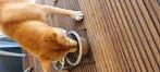 Shiba Inu., Dieren en Toebehoren, Hond