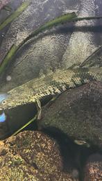 polypterus endlicheri guinea ~27cm, Dieren en Toebehoren, Vis