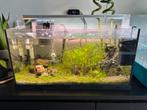 Aquarium 50 L (leeg), Ophalen, Gebruikt, Leeg aquarium