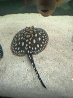 Black diamond rog pup man, Dieren en Toebehoren, Vis