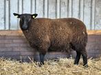 Beste dekram te koop, Dieren en Toebehoren, Schapen, Geiten en Varkens, Mannelijk, Schaap
