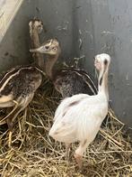 3 nandoe kuikens, Meerdere dieren, Overige soorten