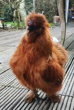 2 Zijdehoen USA Hanen, Dieren en Toebehoren, Mannelijk, Kip