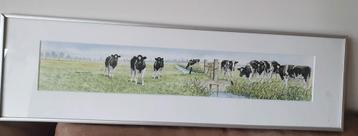 Litho Nieuwe Buren Wiebe van der Zee  Koeien beschikbaar voor biedingen