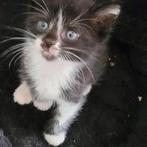 Kittens half Maine Coon gechipt, Meerdere dieren, Gechipt
