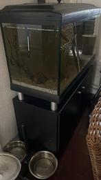 Aquarium compleet met algeneters en ghost koii karpers klein, Dieren en Toebehoren, Ophalen, Gevuld zoetwateraquarium