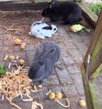 Konijn, Dieren en Toebehoren, Konijnen, Vrouwelijk, 0 tot 2 jaar