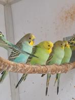 Jonge grasparkieten 6 a 7 weken oud eten zelfstandig, Dieren en Toebehoren, Meerdere dieren, Parkiet