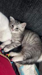 3 Lieve Perzische langhaar kittens te koop, Dieren en Toebehoren, Katten en Kittens | Overige Katten, Meerdere dieren, Langharig