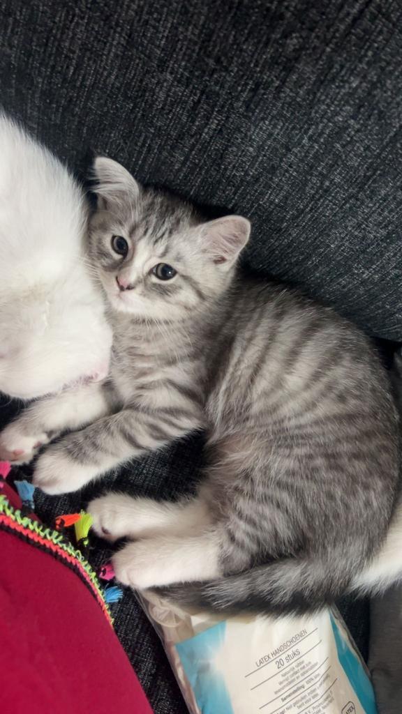 3 Lieve Perzische langhaar kittens te koop, Dieren en Toebehoren, Katten en Kittens | Overige Katten, Langharig, Meerdere dieren