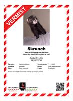 Fret vermist !!, Dieren en Toebehoren, Vermiste en Gevonden Dieren