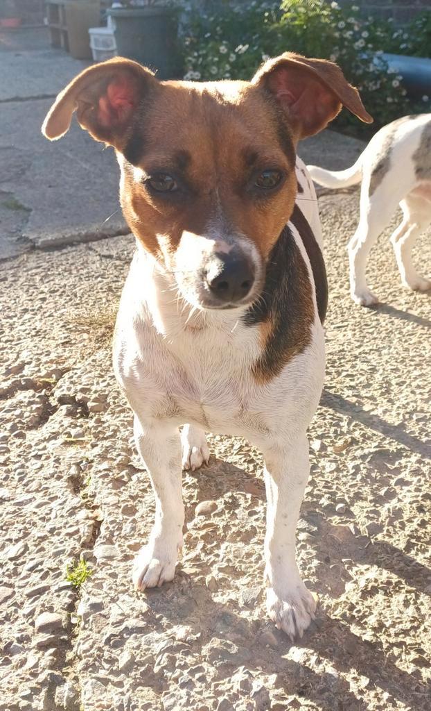 Jack Russel x Boerenfok, Dieren en Toebehoren, Honden | Jack Russells en Terriërs, Teef, Jack Russell Terriër, Particulier, Eén hond