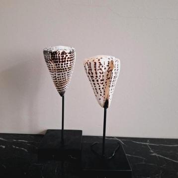 Mooie set grote echte conus schelpen bruin wit op voet japan beschikbaar voor biedingen