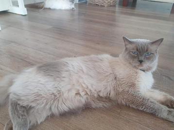 Prachtige dekkater ragdoll stamboom luxe eigen kamer.