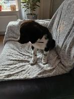 Te koop een lieve Friese stabij, Dieren en Toebehoren, Honden | Chihuahua's en Gezelschapshonden, Reu, Eén hond, Nederland, Particulier