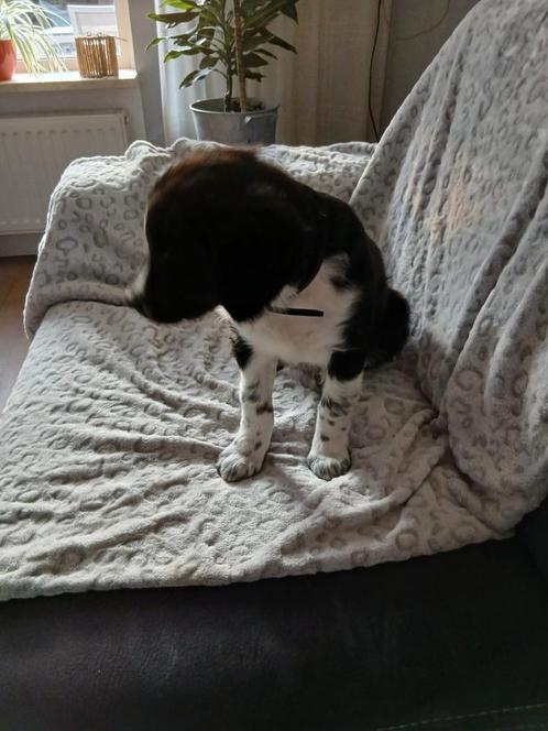 Te koop een lieve Friese stabij, Dieren en Toebehoren, Honden | Chihuahua's en Gezelschapshonden, Reu, Particulier, Eén hond, Nederland