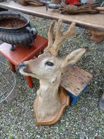 mooi Franse reeënkop / reeënkopje / reeën kop kopje, Ophalen, Zo goed als nieuw, Paard, Opgezet dier