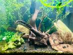 30L aquarium met +- 30 blauwe neocaridina garnalen, Ophalen of Verzenden, Zo goed als nieuw, Gevuld zoetwateraquarium