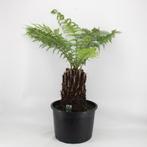 Tasmaanse boomvaren (Dicksonia antarctica) verkoop 9-11 mei, Halfschaduw, Winter, Ophalen
