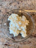 50 gram melk kefir korrels, Ophalen of Verzenden