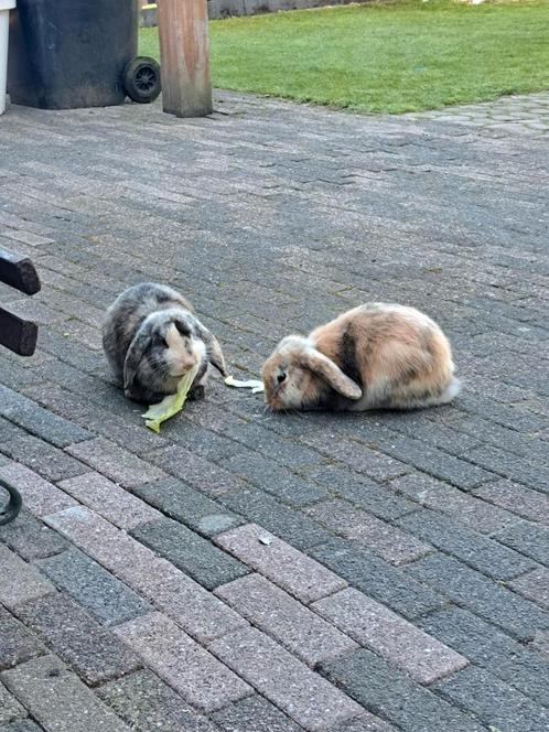 2 Leuke mannetjes konijnen., Dieren en Toebehoren, Konijnen, Mannelijk, 0 tot 2 jaar, Hangoor