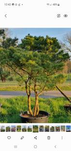Pinus strobus, Volle zon, Bloeit niet, Verzenden, Overige soorten