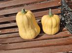 Biologische Butternut Pompoenen - Heerlijk voor Soep!, Ophalen of Verzenden, Eenjarig, Groenteplanten