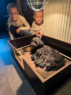 Mini Labradoodle Pups Lief & Sociaal, Rabiës (hondsdolheid), 8 tot 15 weken, Meerdere, Meerdere dieren