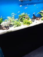 Te koop compleet aquarium, Ophalen of Verzenden, Zo goed als nieuw, Gevuld zoetwateraquarium