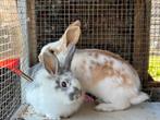 Nestje met 4 babykonijntjes (nog 2 mannetjes beschikbaar), Dieren en Toebehoren, Meerdere dieren, Klein, 0 tot 2 jaar