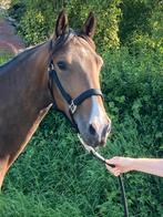 Aansprekende 4 jarige E pony met sportafstamming, Dieren en Toebehoren, Paarden, Ruin, Dressuurpaard, 3 tot 6 jaar