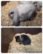 NHD x minilop, Dieren en Toebehoren, Konijnen, Meerdere dieren, Dwerg, Hangoor