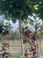 Bol catalpa.Amelchier struiken. Berken struiken, Ophalen