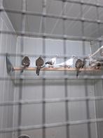 bonte diamantduiven, Dieren en Toebehoren, Vogels | Overige Vogels, Meerdere dieren, Geringd