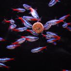 Neon Tetra, Vis, Zoetwatervis