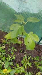 BIO vijgenboompje uit eigen moestuin, Ophalen of Verzenden, Minder dan 100 cm, Overige soorten, Zomer