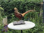 Professioneel opgezette goudfazant, Verzamelen, Dierenverzamelingen, Ophalen, Gebruikt, Vogel, Opgezet dier