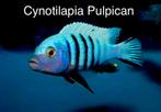 Cynotilapia Pulpican ( Malawi cichlide ), Vis