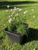 Armeria Maritima / Engels gras tuinplant , staat in de kuip, Vaste plant, Halfschaduw, Lente, Ophalen