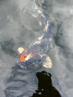 😁Wagoi Kawari Kogane koi 40 cm Ikarashi Ozumi, Karper of Koi