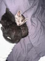 Moeder blauwe rus met stamboom, Kater, Met stamboom, 0 tot 2 jaar